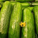 Iš anksto pasūdykite agurkus salotoms: pamiršta tobulo traškumo paslaptis is-anksto-pasudykite-agurkus-salotoms-pamirsta-tobulo-traskumo-paslaptis.jpg