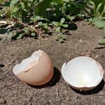Kaip kiaušinių lukštai keičia dirvožemio rūgštingumą: maži gudrybės dideliam derliui kaip-kiausiniu-lukstai-keicia-dirvozemio-rugstinguma-mazi-gudrybes-dideliam-derliui.jpg