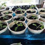 Kaip paprastos mielės stiprina sodinukų šaknis: galingos šaknų sistemos paslaptis kaip-paprastos-mieles-stiprina-sodinuku-saknis-galingos-saknu-sistemos-paslaptis.jpg