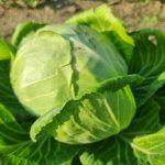 Kodėl kopūstus purkšti pelyno antpilu: kartaus saldaus derliaus apsauga kodel-kopustus-purksti-pelyno-antpilu-kartaus-saldaus-derliaus-apsauga.jpg