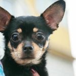 Kodėl šuniui reikia jūsų senų kojinių: Fetišizmo supratimas etologiniu požiūriu kodel-suniui-reikia-jusu-senu-kojiniu-fetisizmo-supratimas-etologiniu-poziuriu.jpg