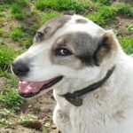 Kodėl šuo žiūri tiesiai į akis: neurohormoninis dialogas, kuris jus suartina kodel-suo-ziuri-tiesiai-i-akis-neurohormoninis-dialogas-kuris-jus.jpg