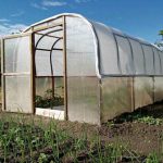 Medetkos ir pomidorai šiltnamyje: gėlių diplomatija prieš kenkėjus medetkos-ir-pomidorai-siltnamyje-geliu-diplomatija-pries-kenkejus.jpg